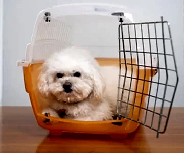 denizli-hayvan-pansiyon denizli-hayvan-pansiyon