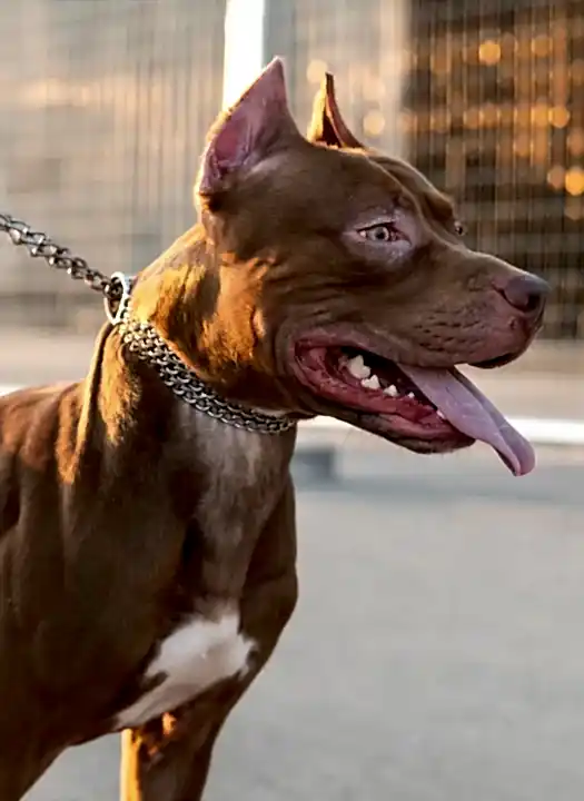 denizli-kopek-alan-koruma-egitimi denizli-kopek-alan-koruma-egitimi