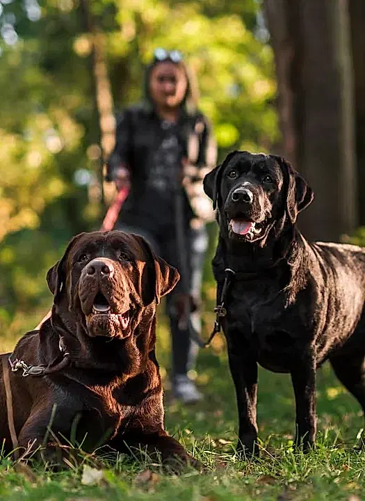 denizli-kopek-bodyguard-egitimi denizli-kopek-bodyguard-egitimi