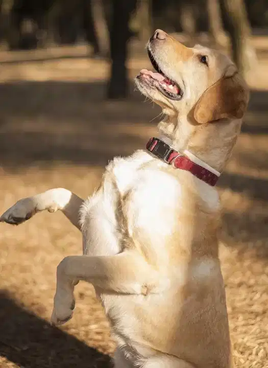 denizli-kopek-ileri-itaat-egitimi