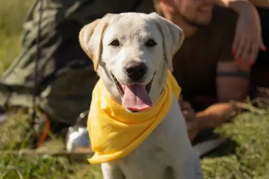 denizli-kopek-ozel-egitim denizli-kopek-ozel-egitim