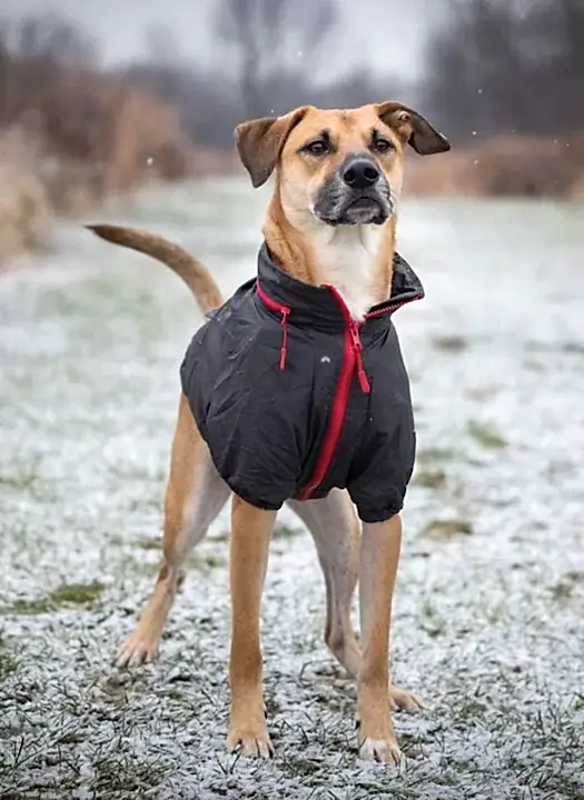 denizli-kopek-temel-itaat denizli-kopek-temel-itaat