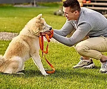 denizli-ozel-egitim-kopek denizli-ozel-egitim-kopek