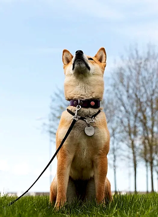 denizli-ozel-kopek-egitimi denizli-ozel-kopek-egitimi