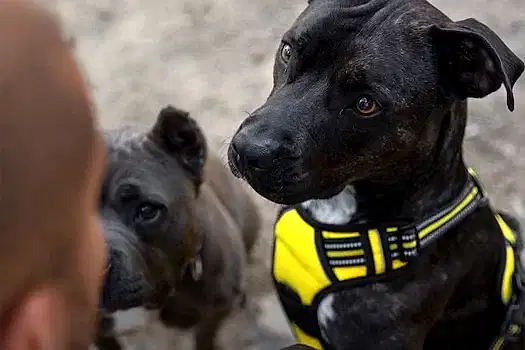 kopek-bodyguard-egitimi kopek-bodyguard-egitimi