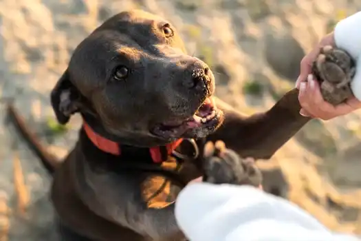 kopek-temel-itaat-egitimi kopek-temel-itaat-egitimi